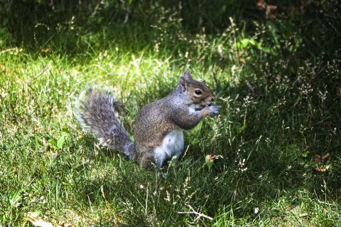 Squirrel taken with Nikon D-40